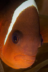 Anemonefish portrait.  Ningaloo Reef, Western Australia. ... by Ross Gudgeon 
